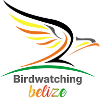 logonuevo Birdwatching Belize logo, representing Authentic Travel Belize’s specialized brand for birding tours and eco-adventures.